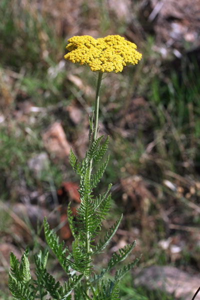 Achillea filipendulina, Achillea filipendulina, Millefoglio filipendulino
