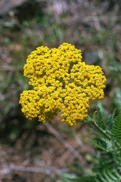 Achillea filipendulina, Achillea filipendulina, Millefoglio filipendulino