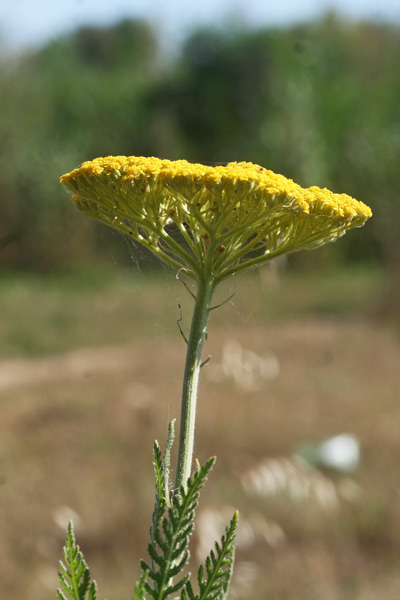 Achillea filipendulina, Achillea filipendulina, Millefoglio filipendulino