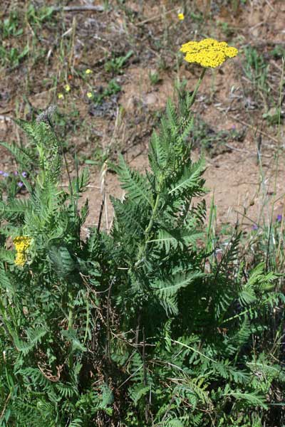 Achillea filipendulina, Achillea filipendulina, Millefoglio filipendulino