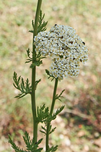 Achillea ligustica, Camomilla selvatica, Millefoglio ligure, Arculentu, Padrumu