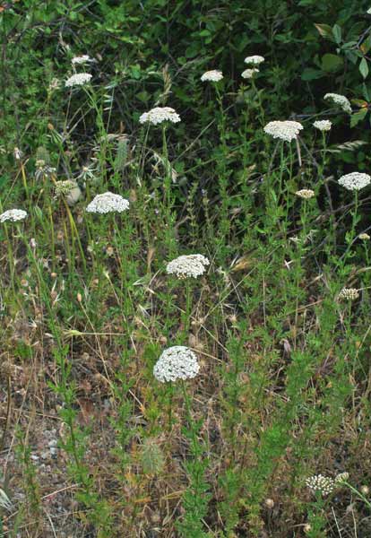 Achillea ligustica, Camomilla selvatica, Millefoglio ligure, Arculentu, Padrumu