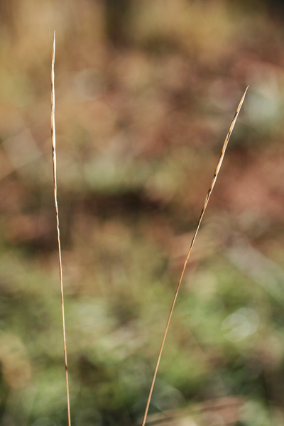 Achnatherum bromoides, Cannella falso forasacco, Lino delle fate minore, Stipa falso forasacco