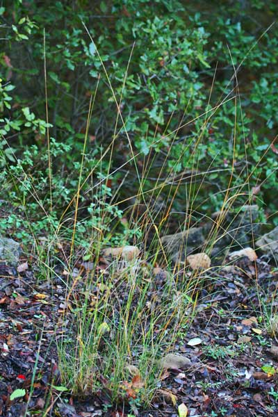 Achnatherum bromoides, Cannella falso forasacco, Lino delle fate minore, Stipa falso forasacco