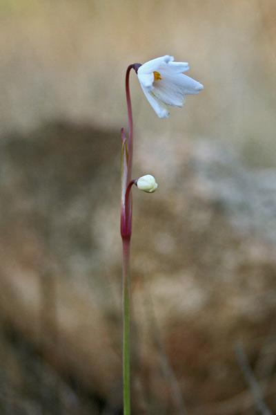 Acis autumnalis, Campanelle autunnali, Muccajoni