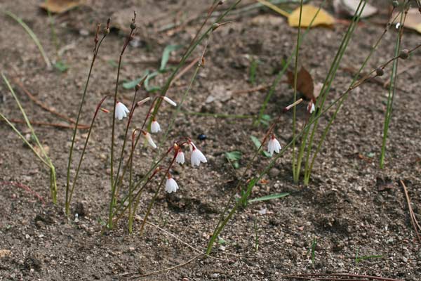 Acis autumnalis, Campanelle autunnali, Muccajoni