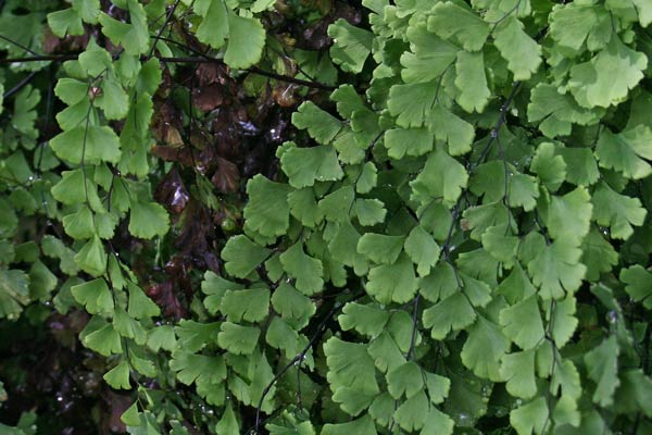 Adiantum capillus-veneris, Capelvenere, Erba chi no infundet, Filigheddu, Frazia, Pampinella