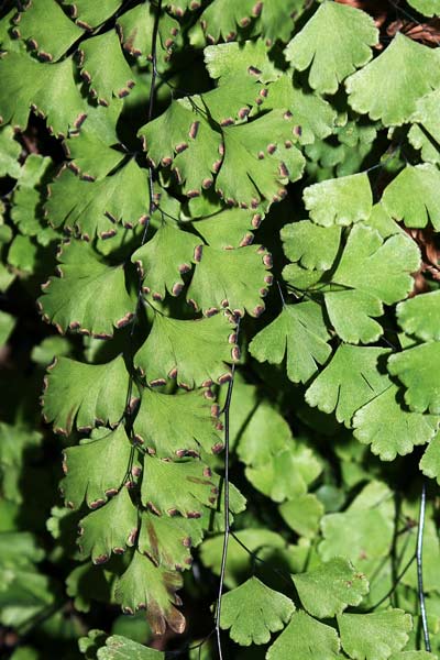 Adiantum capillus-veneris, Capelvenere, Erba chi no infundet, Filigheddu, Frazia, Pampinella