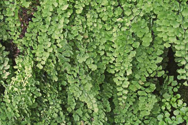 Adiantum capillus-veneris, Capelvenere, Erba chi no infundet, Filigheddu, Frazia, Pampinella