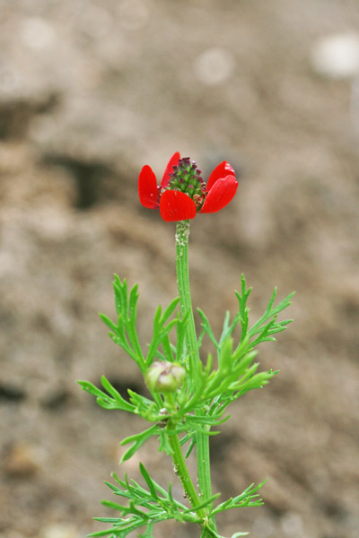 Adonis annua, Adonide annua, Adonide annuale, Adoni, Occi di boi, Ogu de boi