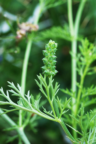 Adonis annua, Adonide annua, Adonide annuale, Adoni, Occi di boi, Ogu de boi