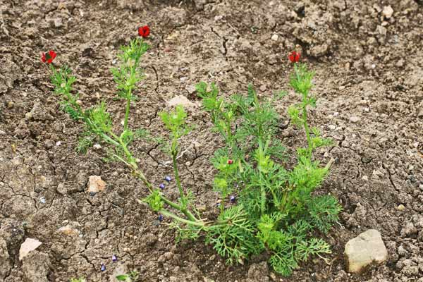 Adonis annua, Adonide annua, Adonide annuale, Adoni, Occi di boi, Ogu de boi