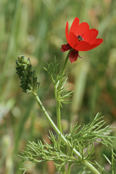 Adonis microcarpa, Adonide a fiore piccolo, Adoni