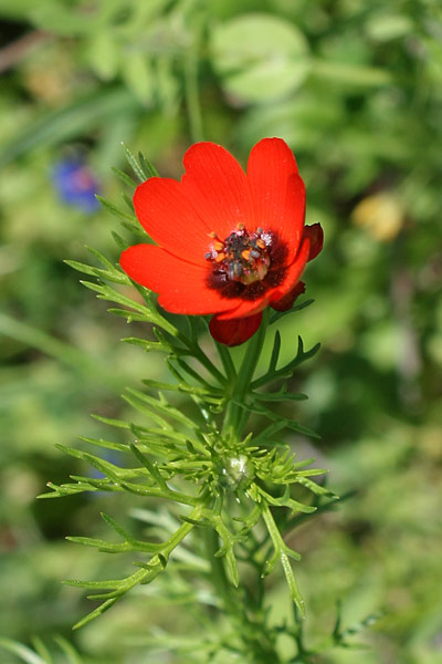 Adonis microcarpa, Adonide a fiore piccolo, Adoni