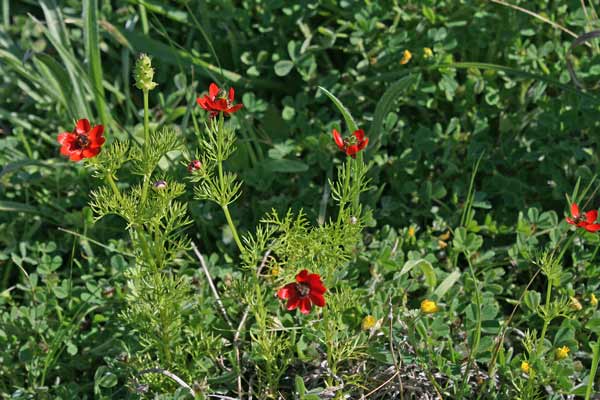 Adonis microcarpa, Adonide a fiore piccolo, Adoni