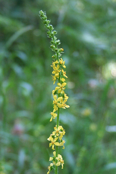 Agrimonia, Agrimonia comune, Eupatoria, Erba mela