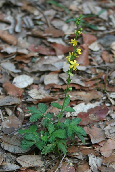 Agrimonia, Agrimonia comune, Eupatoria, Erba mela