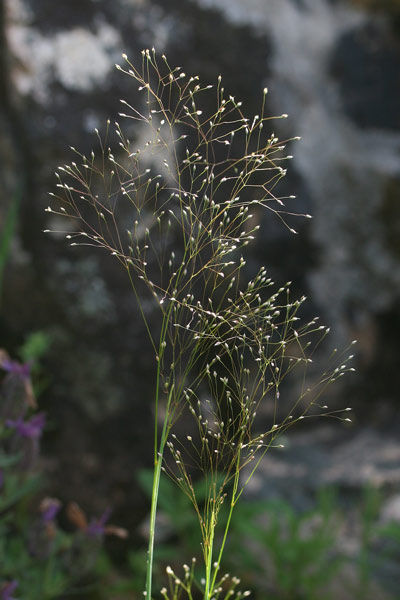 Aira elegans, Aira elegantissima, Nebbia minore, Erba lepurina, Tremi-tremi