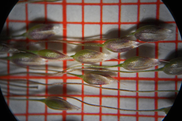 Aira elegans, Aira elegantissima, Nebbia minore, Erba lepurina, Tremi-tremi