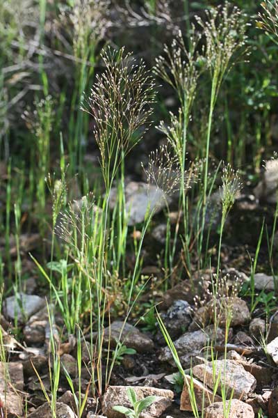 Aira elegans, Aira elegantissima, Nebbia minore, Erba lepurina, Tremi-tremi