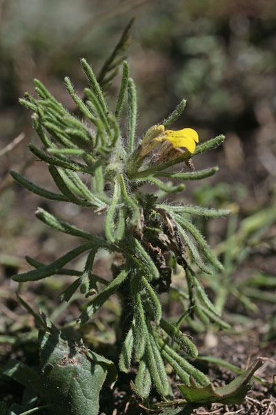 Ajuga chamaepitys, Canapicchio, Camepizio, Iva artritica