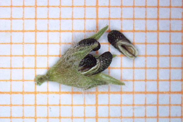 Ajuga chamaepitys, Canapicchio, Camepizio, Iva artritica