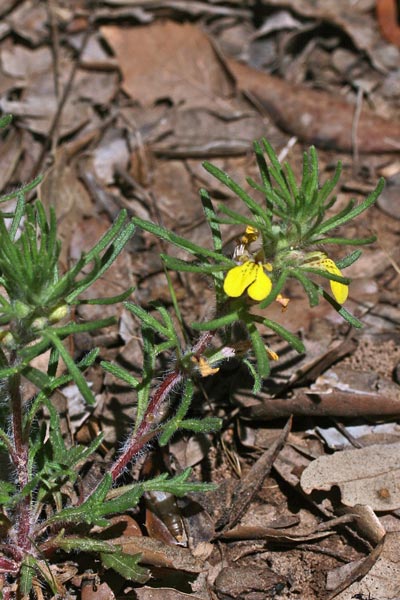 Ajuga chamaepitys, Canapicchio, Camepizio, Iva artritica