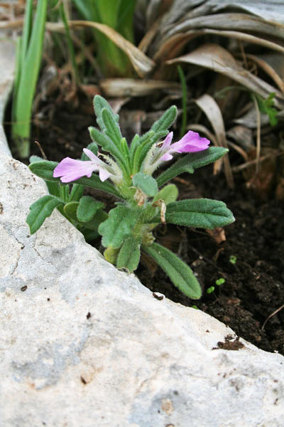 Ajuga iva, Iva moscata, Eiba di ra frebba, Erb'e frius, Erba de calentuas, Erba muscada, Erba pesa callentura