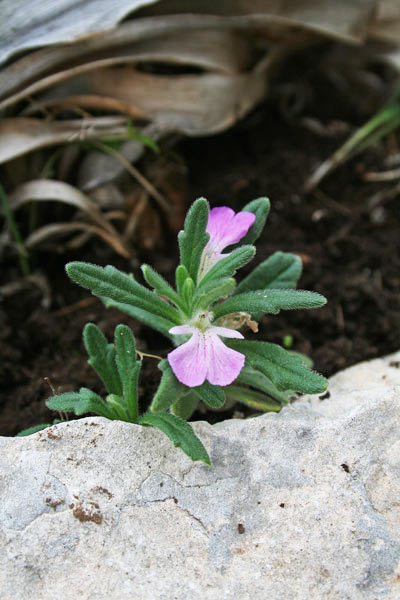 Ajuga iva, Iva moscata, Eiba di ra frebba, Erb'e frius, Erba de calentuas, Erba muscada, Erba pesa callentura