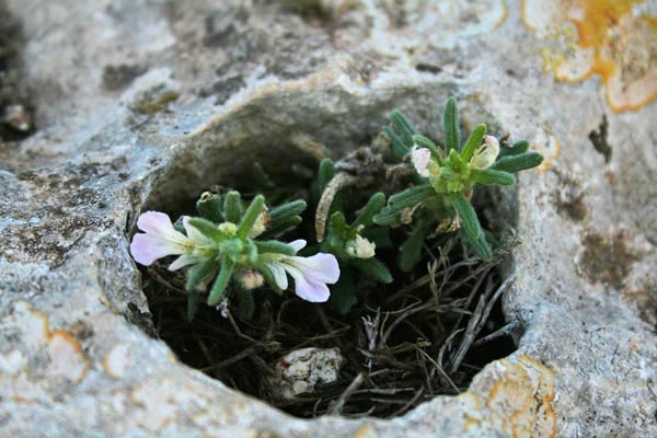 Ajuga iva, Iva moscata, Eiba di ra frebba, Erb'e frius, Erba de calentuas, Erba muscada, Erba pesa callentura