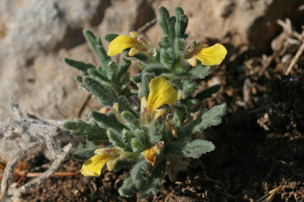 Ajuga iva subsp. pseudoiva, Iva gialla, Iva pseudoiva