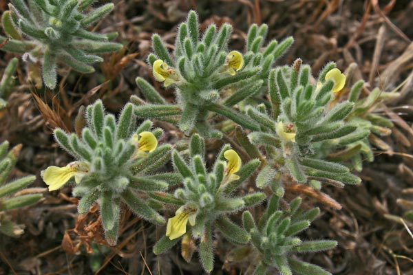 Ajuga iva subsp. pseudoiva, Iva gialla, Iva pseudoiva