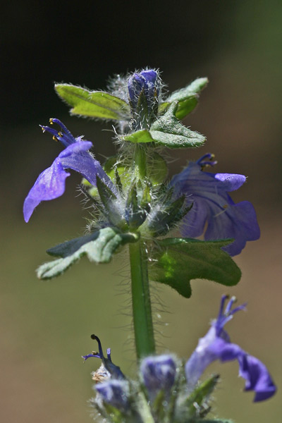 Ajuga reptans, Bùgola, Bùgula strisciante, Erba di San Lorenzo, Iva comune