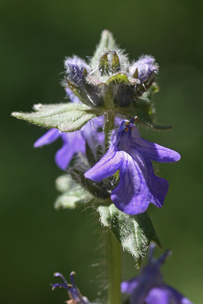 Ajuga reptans, Bùgola, Bùgula strisciante, Erba di San Lorenzo, Iva comune