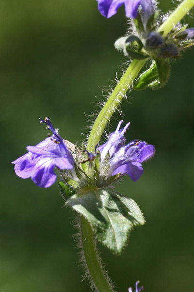 Ajuga reptans, Bùgola, Bùgula strisciante, Erba di San Lorenzo, Iva comune