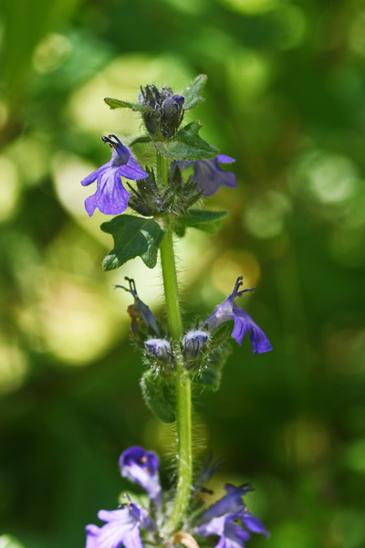 Ajuga reptans, Bùgola, Bùgula strisciante, Erba di San Lorenzo, Iva comune