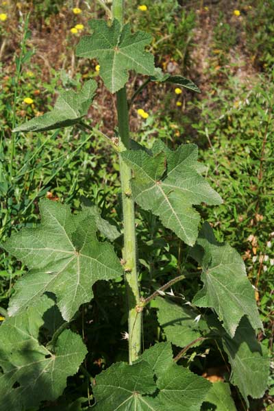 Alcea rosea, Malvarosa, Malvone roseo, Rosone