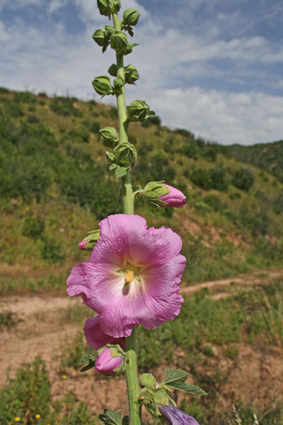 Alcea rosea, Malvarosa, Malvone roseo, Rosone