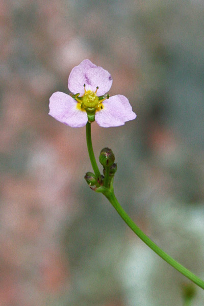 Alisma plantago-aquatica, Cinquenervi d'acqua, Cucchiaio, Mestola, Piantaggine acquatica, Mestolaccia comune, Nerviadil'e riu, Nirviada de aba, Prantxia de acqua