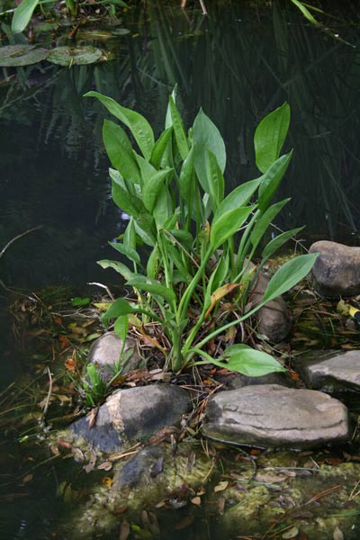 Alisma plantago-aquatica, Cinquenervi d'acqua, Cucchiaio, Mestola, Piantaggine acquatica, Mestolaccia comune, Nerviadil'e riu, Nirviada de aba, Prantxia de acqua