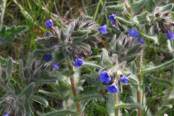 Alkanna tinctoria, Arganetta azzurra, Pei de columbinu, Pei de columbu