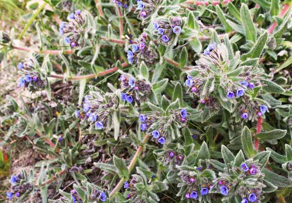 Alkanna tinctoria, Arganetta azzurra, Pei de columbinu, Pei de columbu