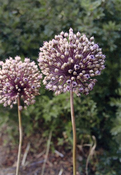 Allium ampeloprasum, Porraccio, Porro selvatico, Allu
