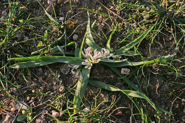 Allium chamaemoly, Aglio minuscolo, Allixedd'e carroga