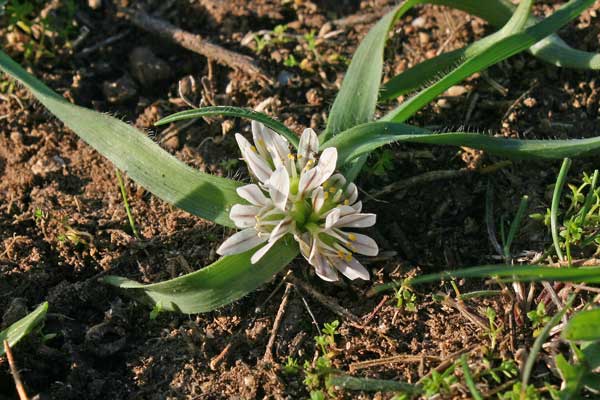 Allium chamaemoly, Aglio minuscolo, Allixedd'e carroga