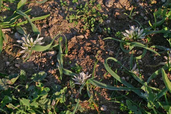 Allium chamaemoly, Aglio minuscolo, Allixedd'e carroga