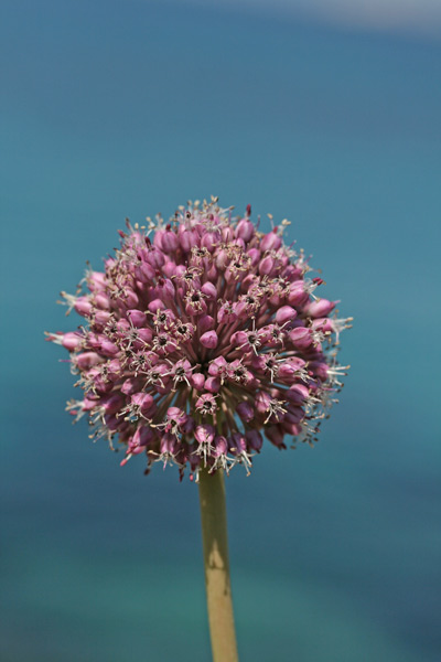 Allium commutatum, Aglio delle isole, Allu