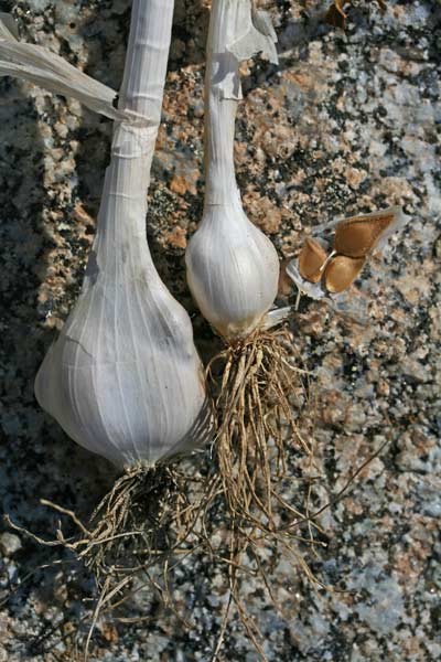 Allium commutatum, Aglio delle isole, Allu