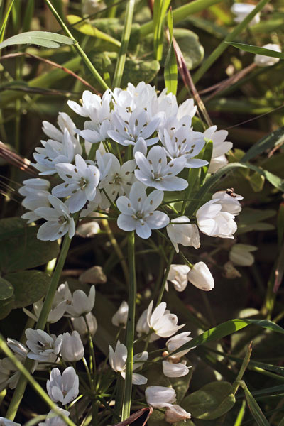 Allium neapolitanum, Aglio napoletano