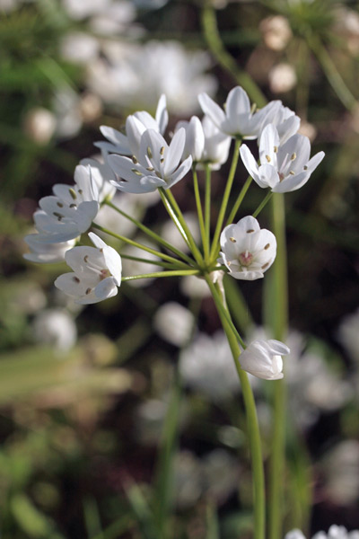 Allium neapolitanum, Aglio napoletano